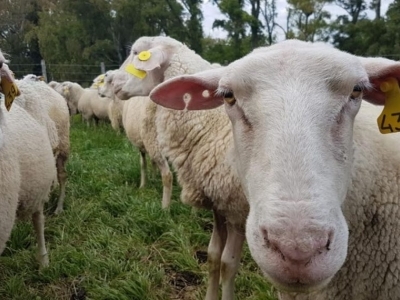 Cuáles son las principales razas y dónde se producen los ovinos en la Argentina