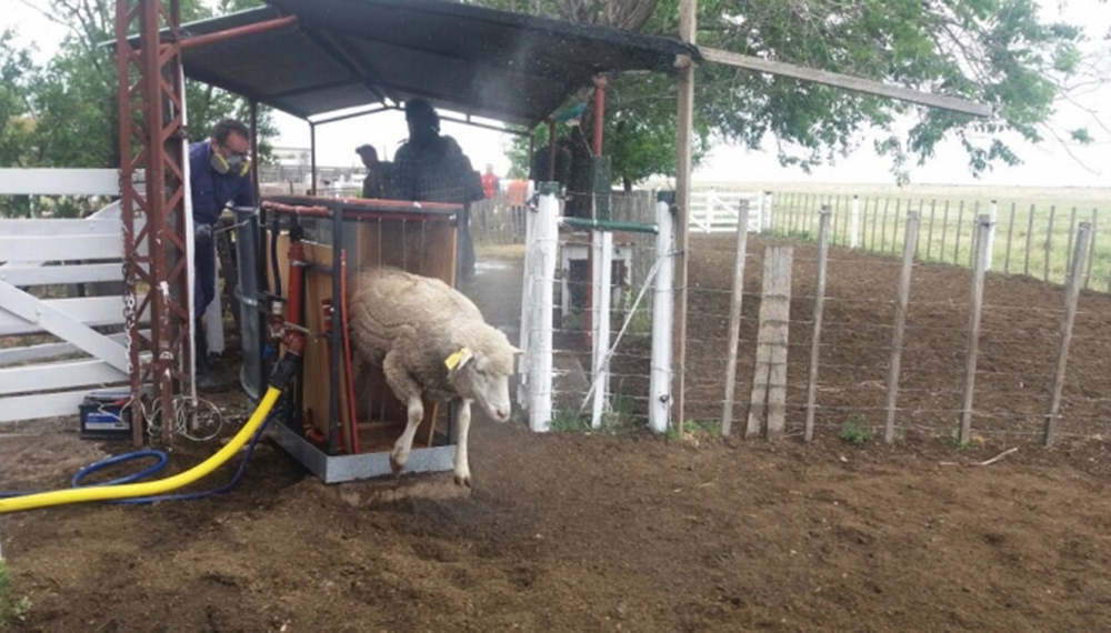 Se aprobaron 10 nuevos proyectos de producción ovina por $3,5 millones